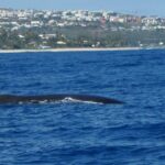 baleine baie de st-paul